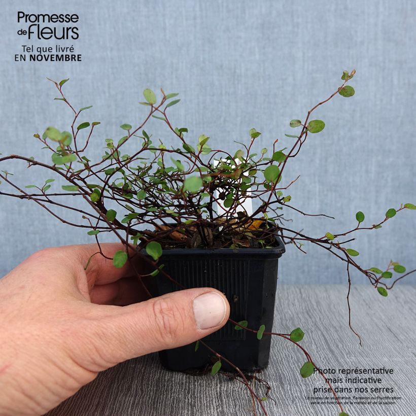 Example of Muehlenbeckia complexa Sealand Compact - Mühlenbeckie Kleine Töpfe von 8/9 cm as you get in automne