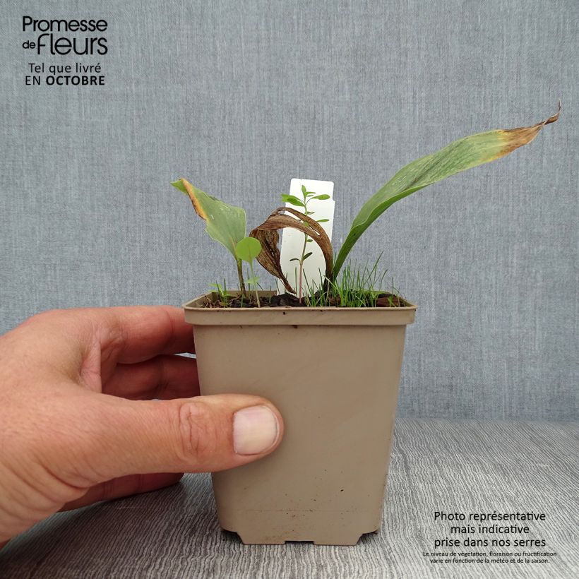 Example of Convallaria majalis Prolificans - Maiglöckchen Kleine Töpfe von 8/9 cm as you get in automne