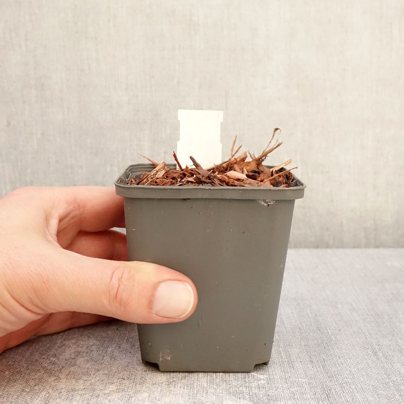 Exemplar von Convallaria majalis Géant de Fortin - Maiglöckchen Kleine Töpfe von 8/9 cm wie im Winter geliefert