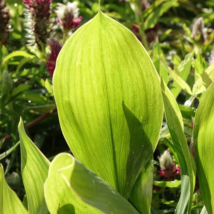 Convallaria majalis Hardwick Hall - Maiglöckchen (Foliage)