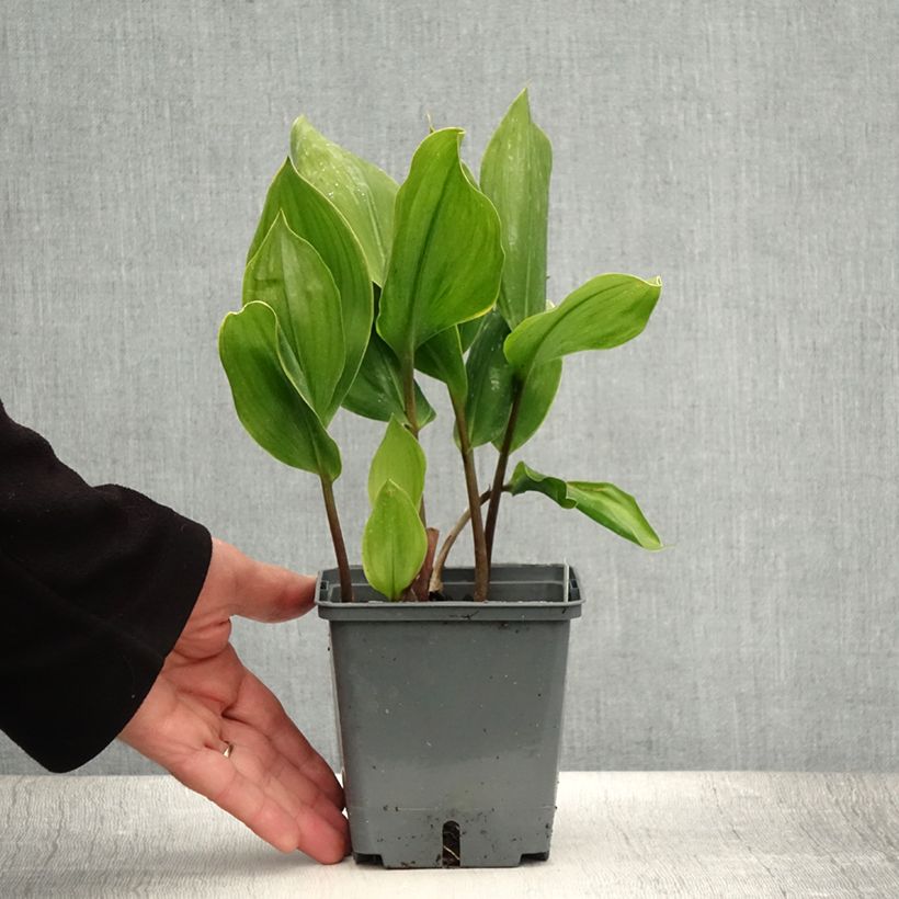 Example of Convallaria majalis Hardwick Hall - Maiglöckchen Topf mit 1,5L/2L as you get in ete