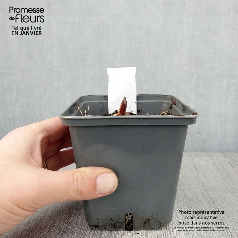 Exemplar von Convallaria majalis Hardwick Hall - Maiglöckchen Topf mit 1,5L/2L wie im Winter geliefert