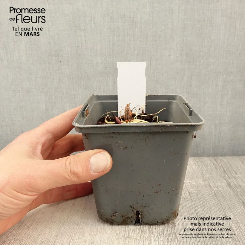 Exemplar von Convallaria majalis Hardwick Hall - Maiglöckchen Topf mit 1,5L/2L wie im Frühjahr geliefert