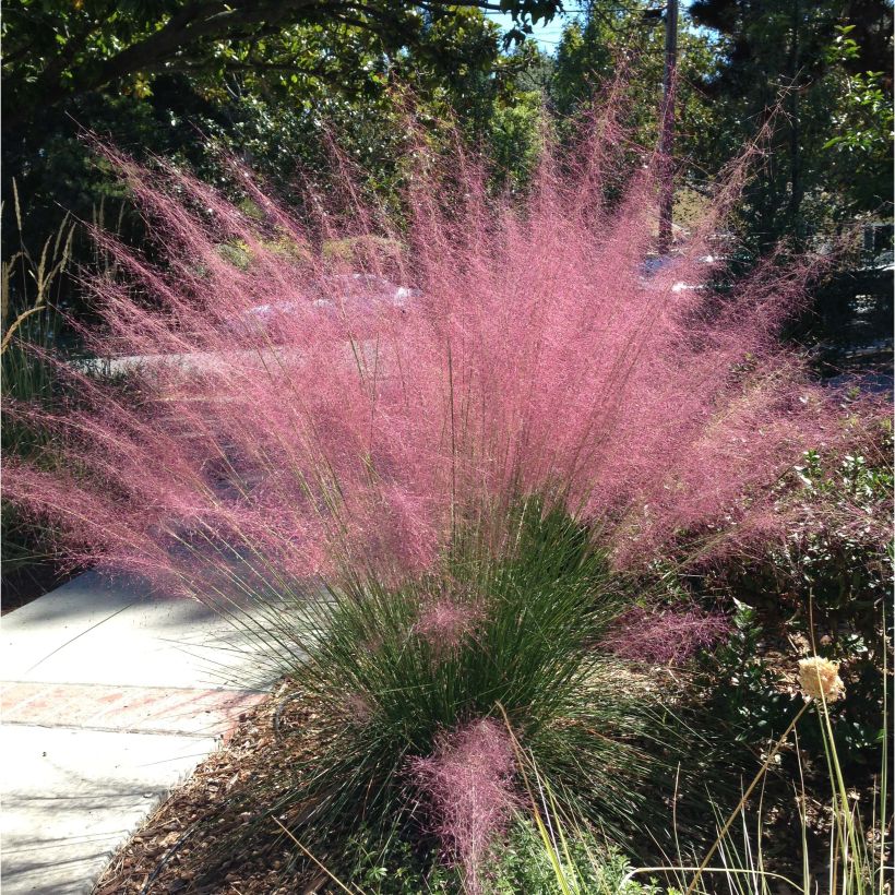 Muhlenbergia capillaris - Rosa Haargras (Plant habit)