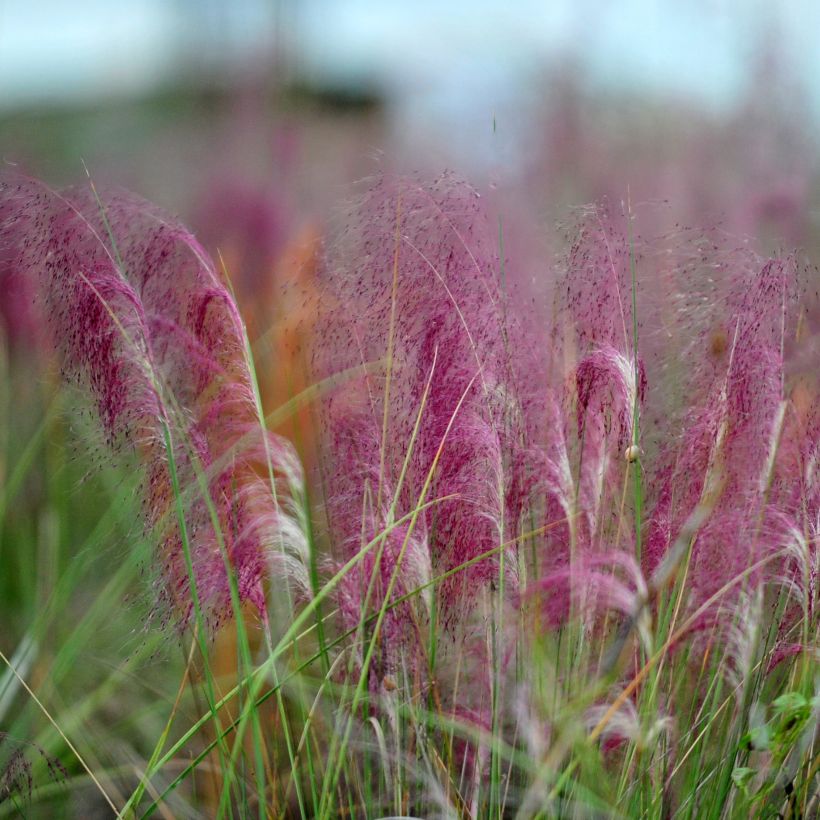 Muhlenbergia capillaris - Rosa Haargras (Flowering)