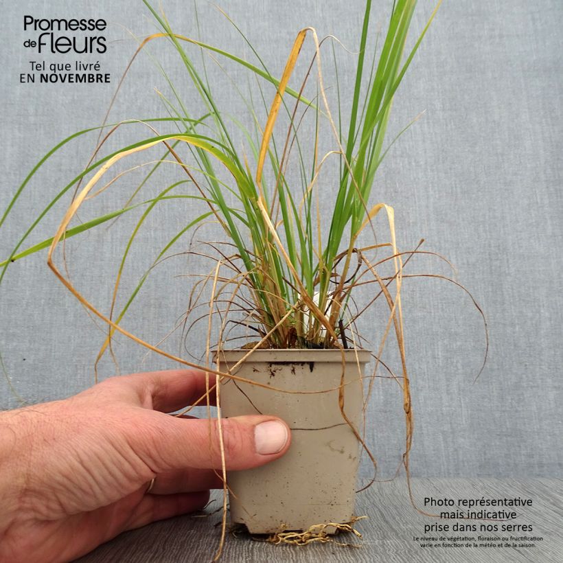 Example of Muhlenbergia rigens - Amerikanisches Hirschgras Kleine Töpfe von 8/9 cm as you get in automne