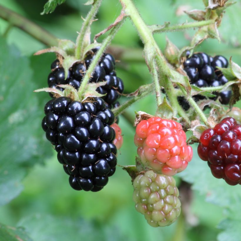 Brombeere Black Satin (Harvest)