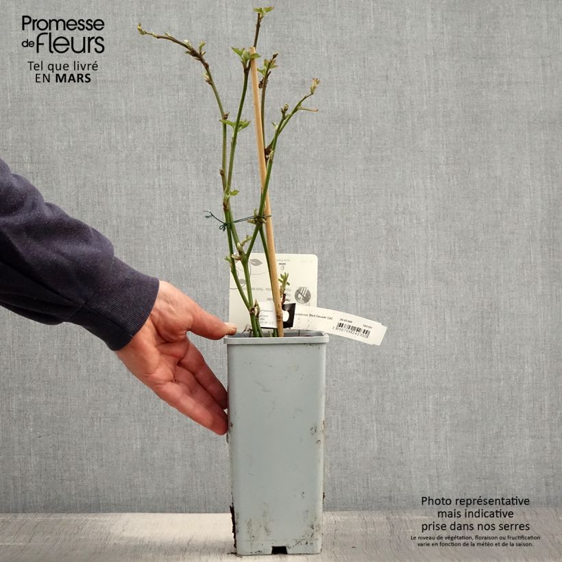 Exemplar von Brombeere Black Cascade Topf mit 2L/3L, Strauch/Busch, mehrstämmig wie im Frühjahr geliefert