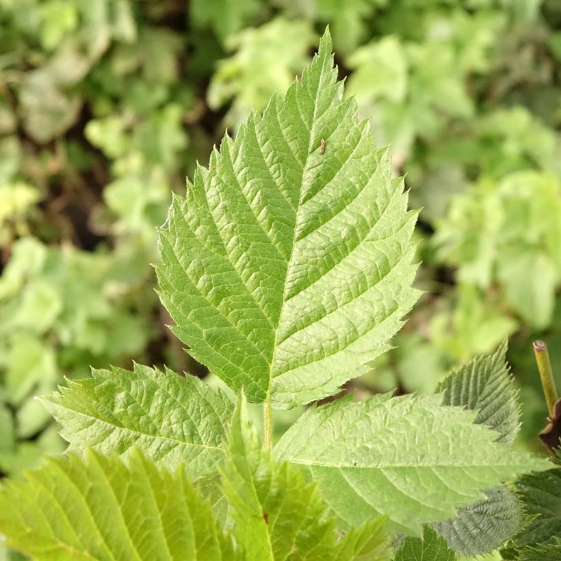 Brombeere Loch Maree (Foliage)