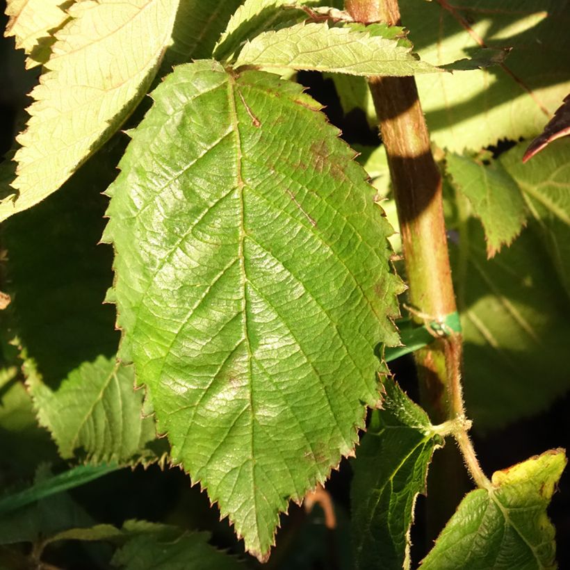 Rubus fruticosus Lucky Berry - Echte Brombeere (Foliage)