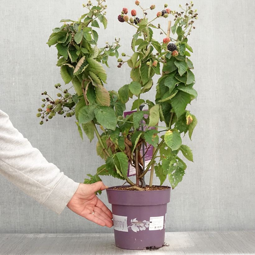 Example of Rubus fruticosus Lucky Berry - Echte Brombeere Topf mit 4L/5L, Strauch/Busch, mehrstämmig as you get in automne