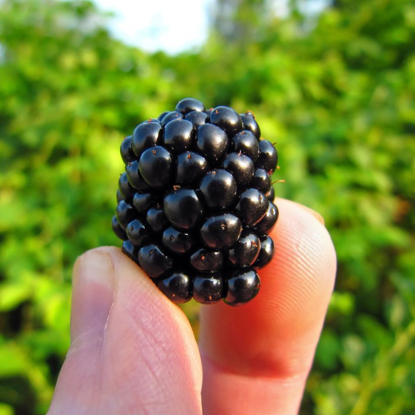Brombeere Reuben (Harvest)