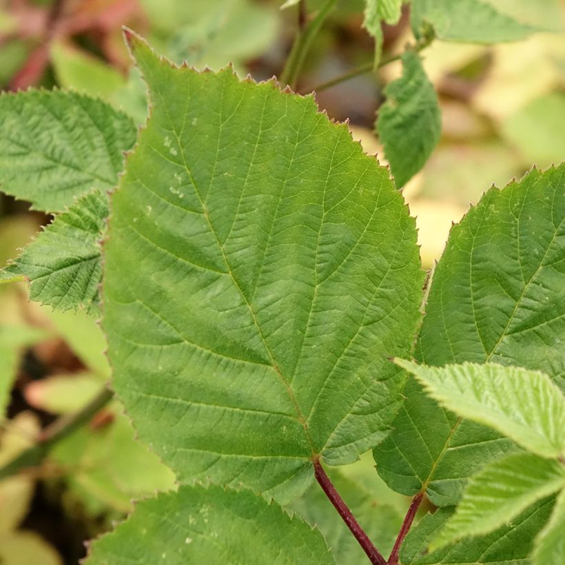 Brombeere Asterina (Foliage)