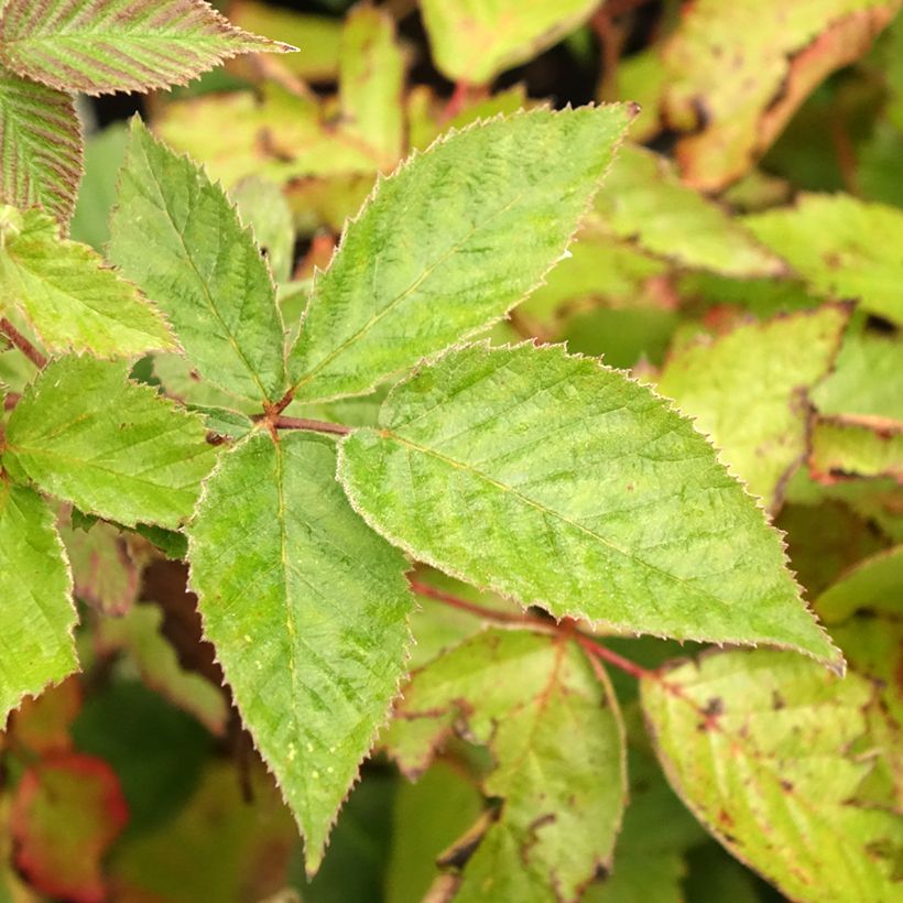 Brombeere Black Satin (Foliage)
