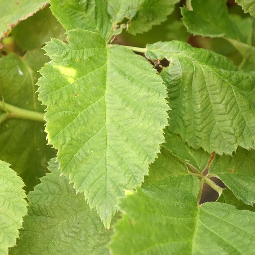 Brombeere Columbia Star (Foliage)