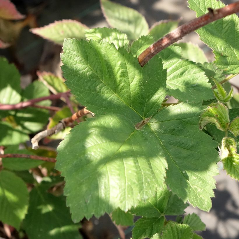 Brombeere Dirksen (Foliage)