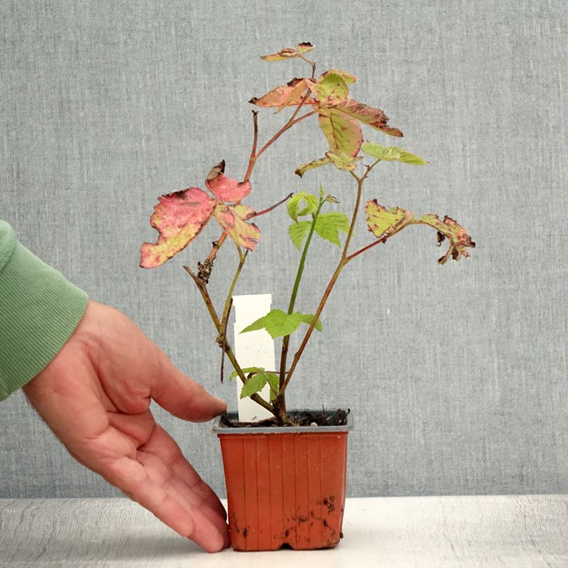 Example of Brombeere Dirksen Kleine Töpfe von 8/9 cm as you get in ete