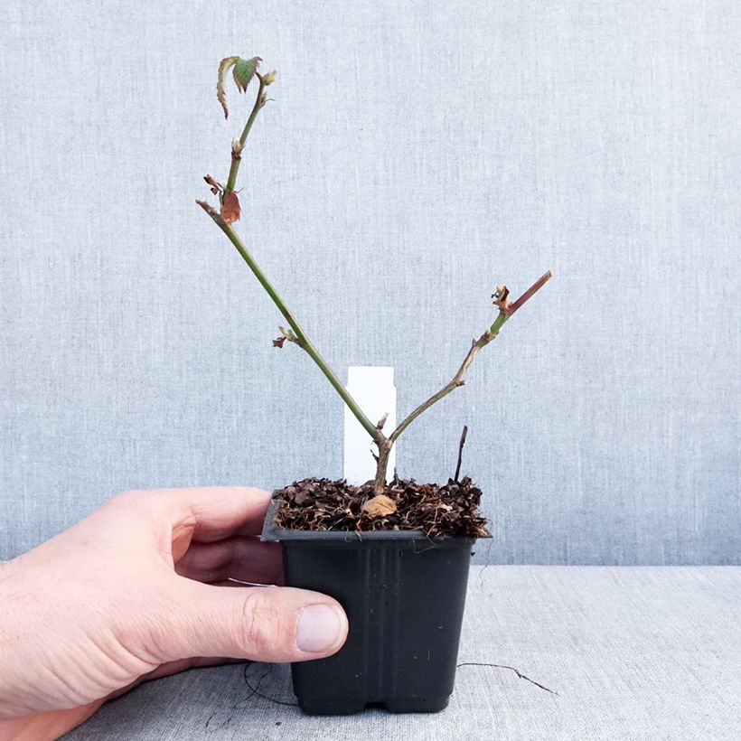 Exemplar von Brombeere Dirksen Kleine Töpfe von 8/9 cm wie im Winter geliefert