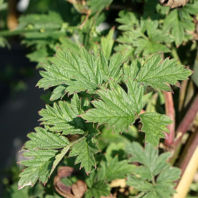 Brombeere Géante des jardins (Foliage)