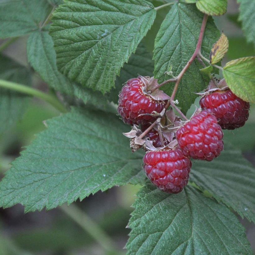 Loganbeere Loganberry - Rubus x loganobaccus (Foliage)