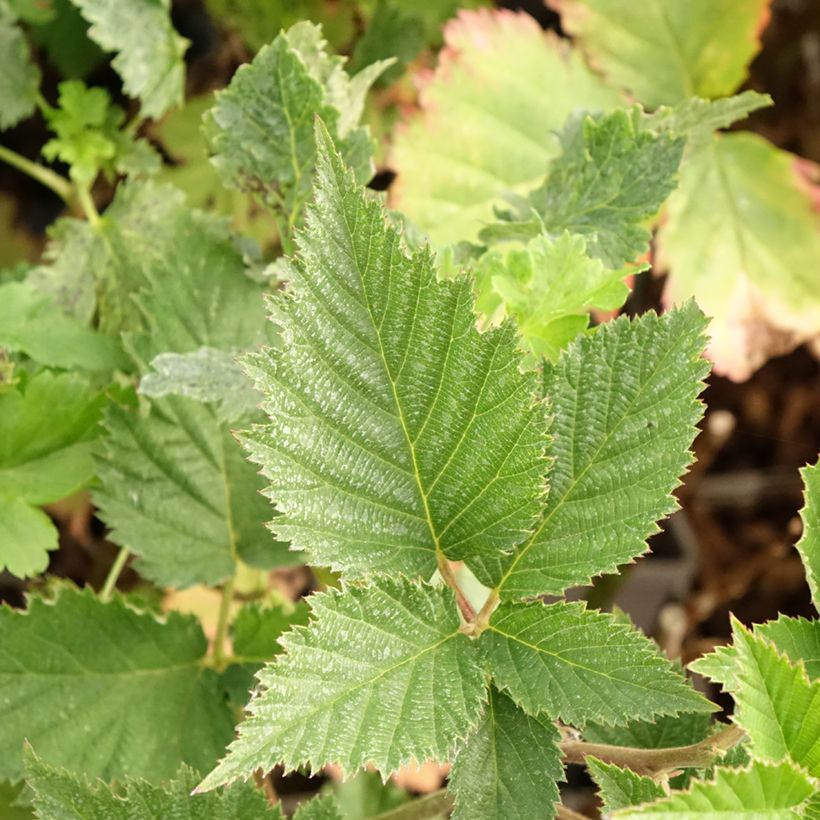 Brombeere Navaho Big and Early (Foliage)