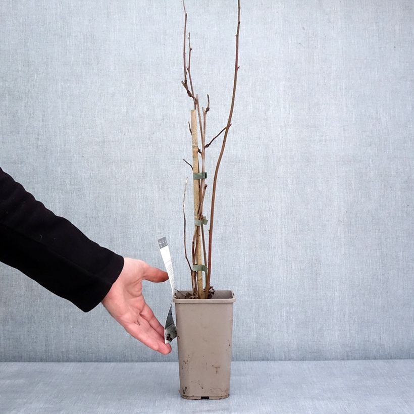 Exemplar von Brombeere Navaho Big and Early Topf mit 1,5L/2L, Strauch/Busch, mehrstämmig wie im Winter geliefert