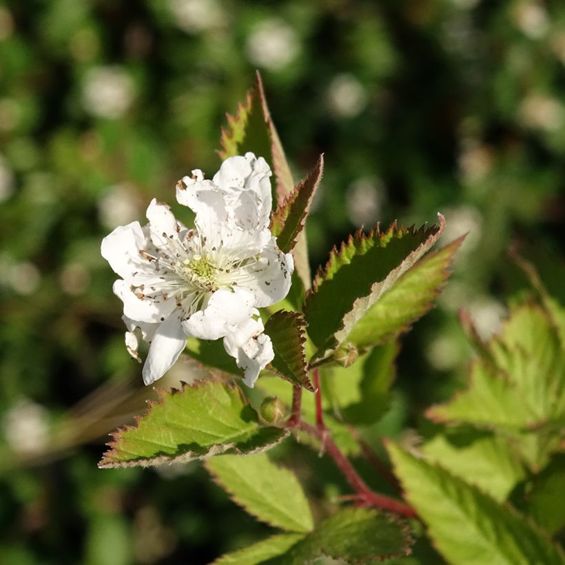 Brombeere Navaho (Flowering)