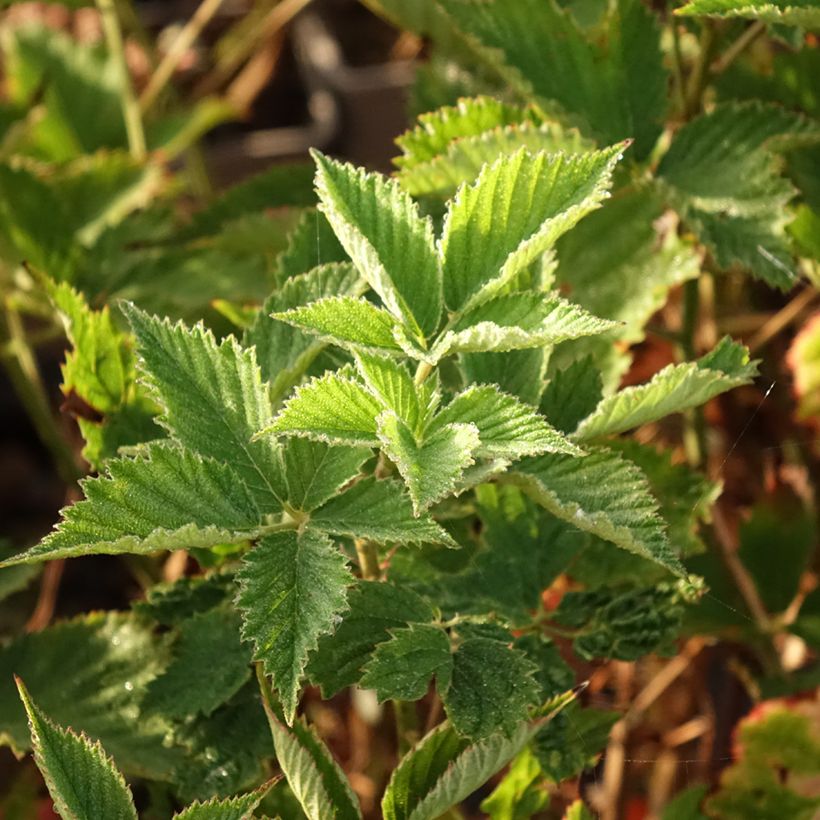 Brombeere Navaho Summerlong (Foliage)