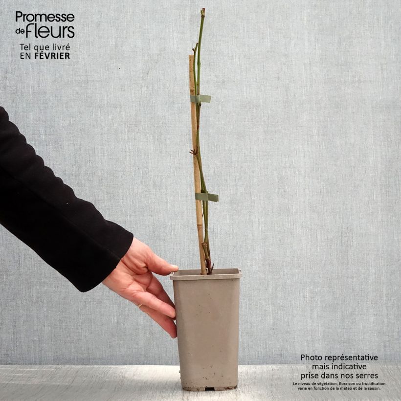 Exemplar von Brombeere Navaho Summerlong Topf mit 1,5L/2L, Strauch/Busch, mehrstämmig wie im Winter geliefert