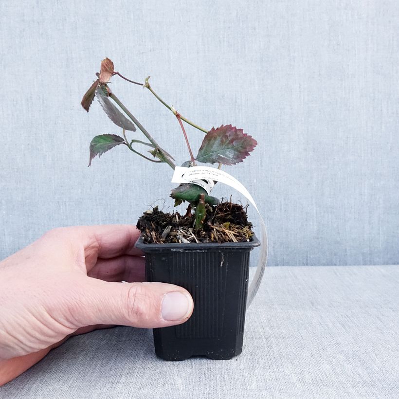 Exemplar von Brombeere Oregon Thornless Kleine Töpfe von 8/9 cm wie im Winter geliefert