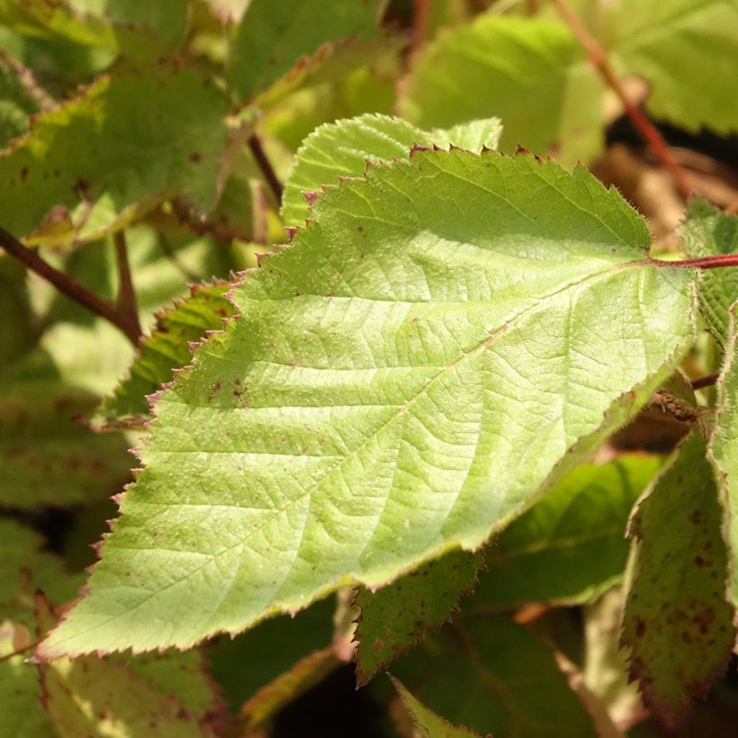 Brombeere Oregon Thornless (Foliage)
