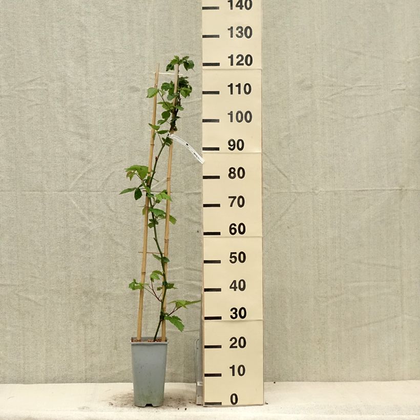 Exemplar von Brombeere Oregon Thornless Topf mit 2L/3L wie im Frühjahr geliefert