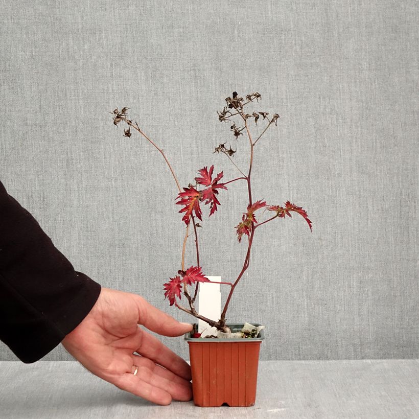 Exemplar von Brombeere Thornless Kleine Töpfe von 8/9 cm wie im Herbst geliefert