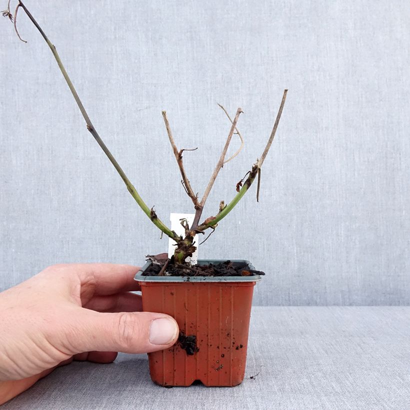 Example of Brombeere Thornless Kleine Töpfe von 8/9 cm as you get in hiver