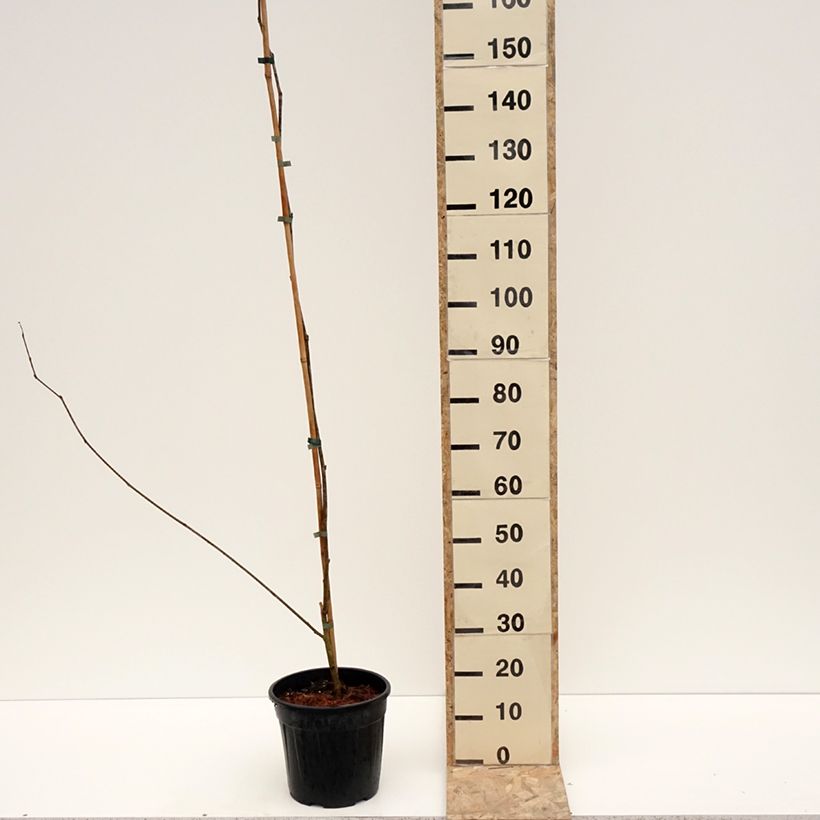 Example of Weißer Maulbeerbaum King's White - Morus alba var. laevigata Topf mit 4L/5L as you get in hiver