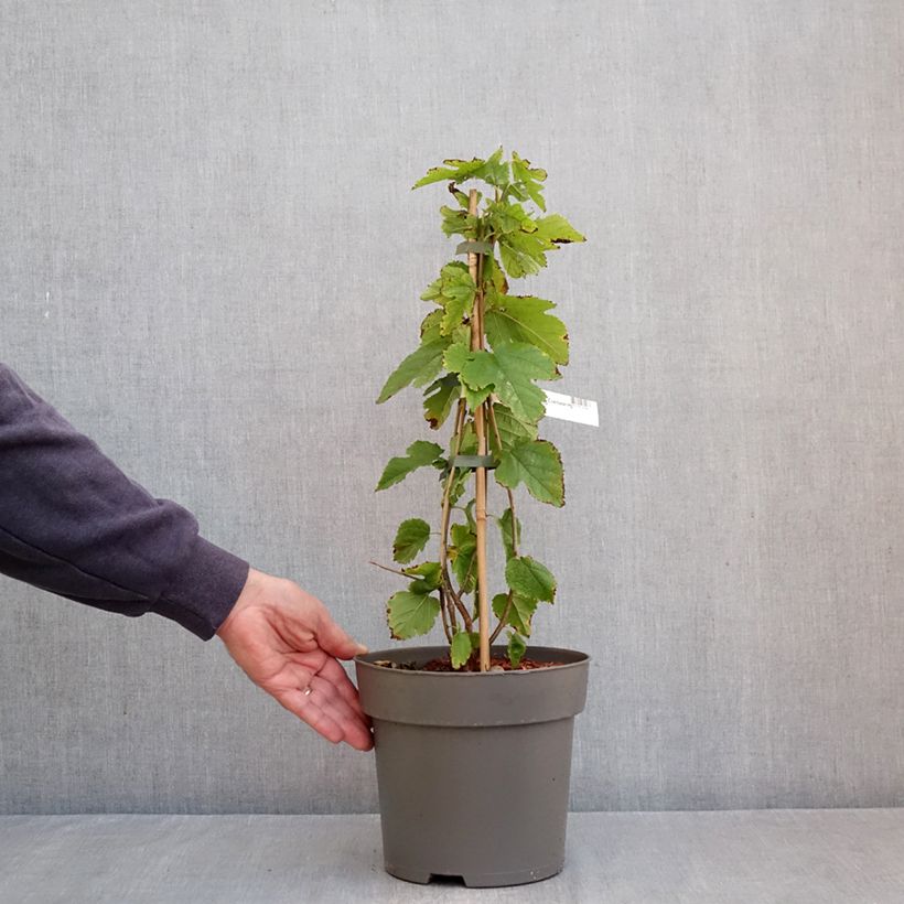 Exemplar von Maulbeere Illinois Everbearing - Morus x rubra Topf mit 4L/5L wie im Herbst geliefert