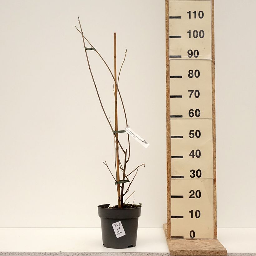 Example of Maulbeere Illinois Everbearing - Morus x rubra Topf mit 4L/5L as you get in hiver