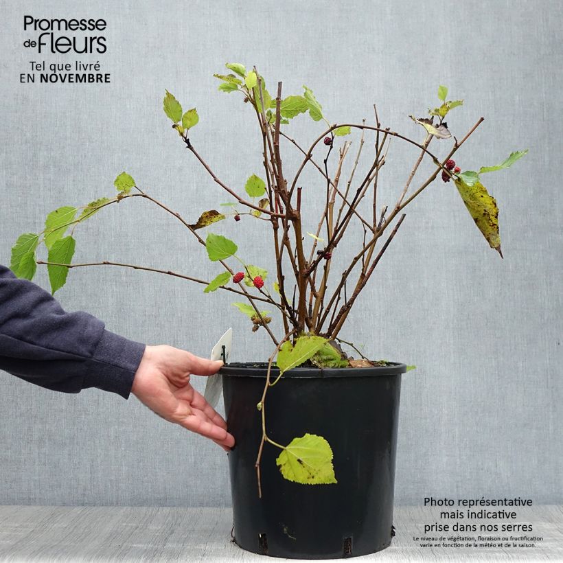 Example of Zwerg-Maulbeere Bonbonberry ‘Mojo Berry’ - Morus rotundiloba Topf mit 12L/15L, Strauch/Busch, mehrstämmig as you get in automne