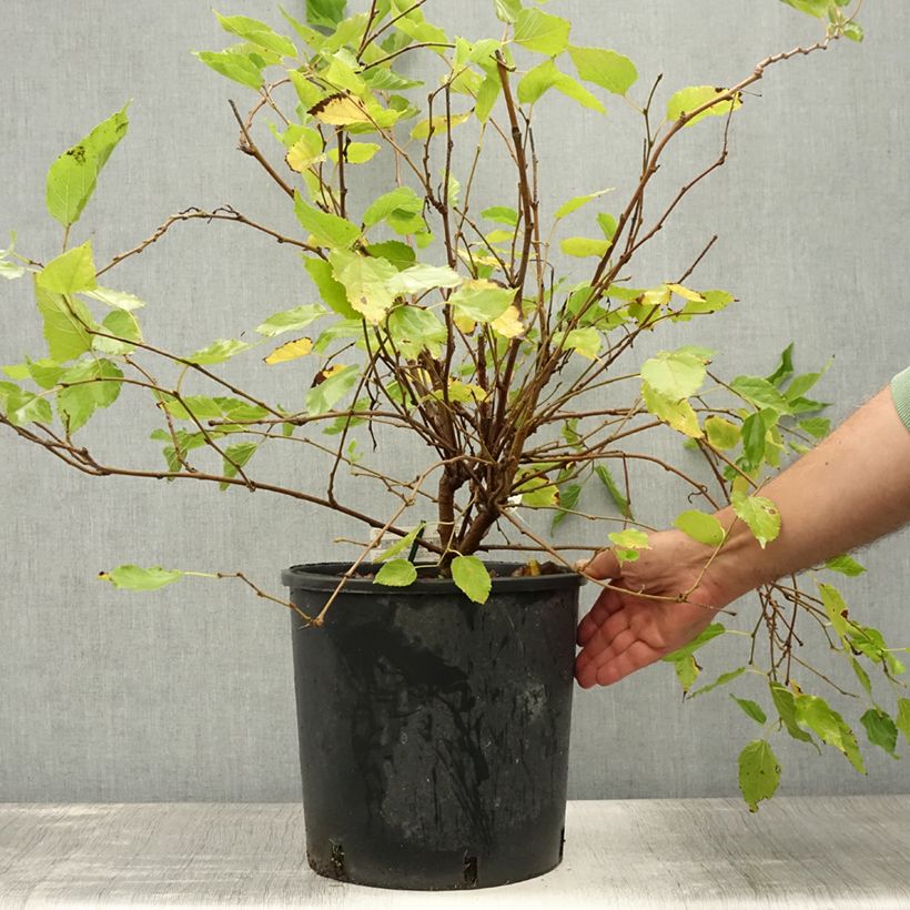 Exemplar von Zwerg-Maulbeere Bonbonberry ‘Mojo Berry’ - Morus rotundiloba Topf mit 12L/15L, Strauch/Busch, mehrstämmig wie im Sommer geliefert