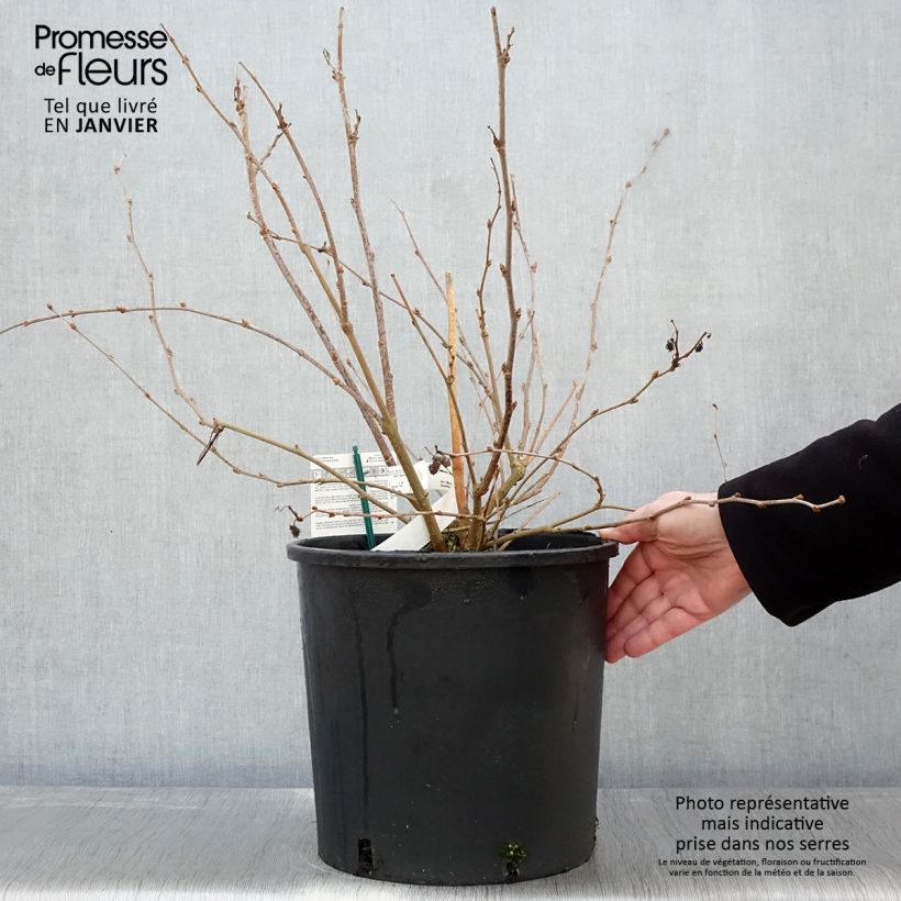 Exemplar von Zwerg-Maulbeere Bonbonberry ‘Mojo Berry’ - Morus rotundiloba Topf mit 12L/15L, Strauch/Busch, mehrstämmig wie im Winter geliefert