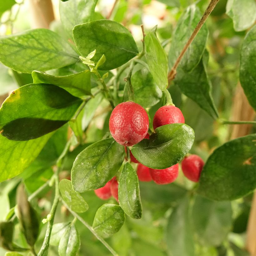 Murraya paniculata - Orangenraute (Harvest)