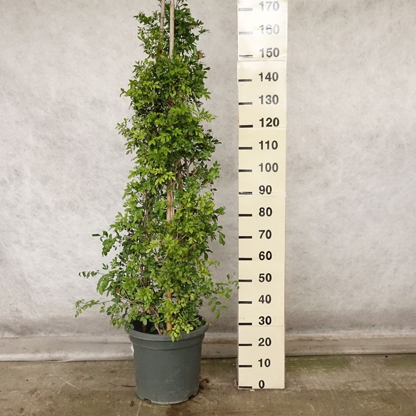 Example of Murraya paniculata - Orangenraute Topf mit 12L/15L as you get in automne