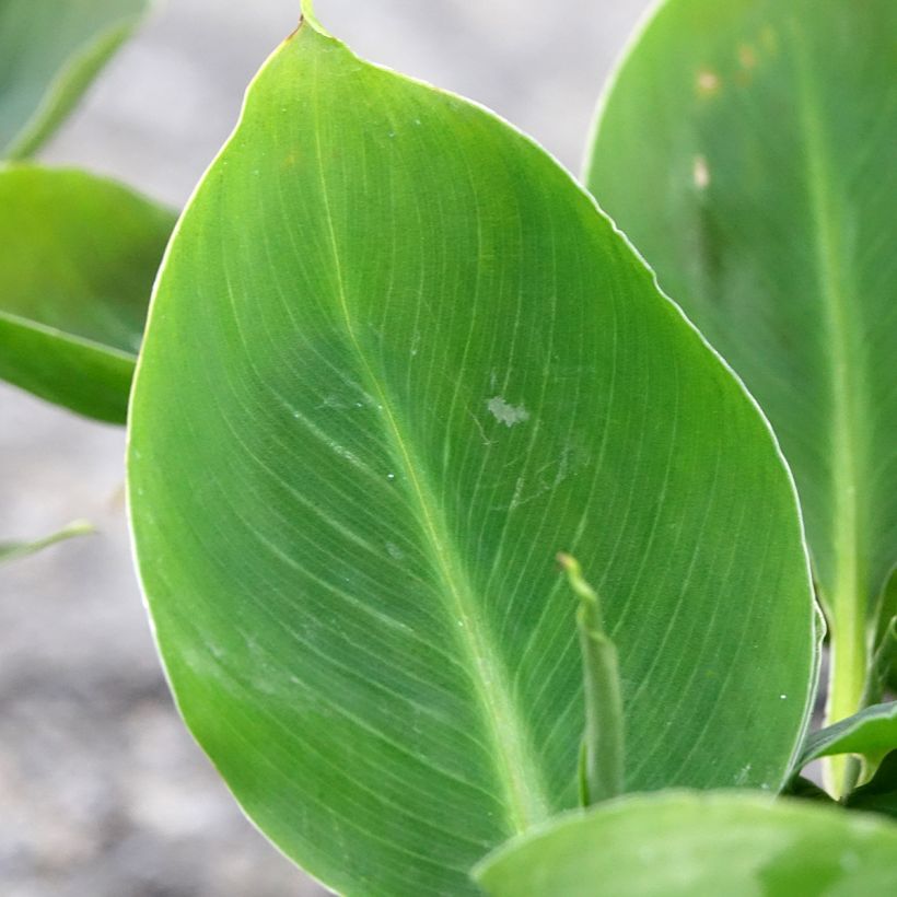 Musa acuminata - Zwerg-Essbanane (Laub)