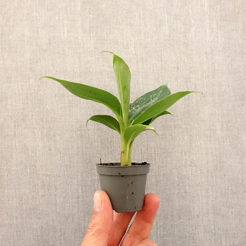 Example of Musa acuminata - Zwerg-Essbanane Mini-plante as you get in printemps