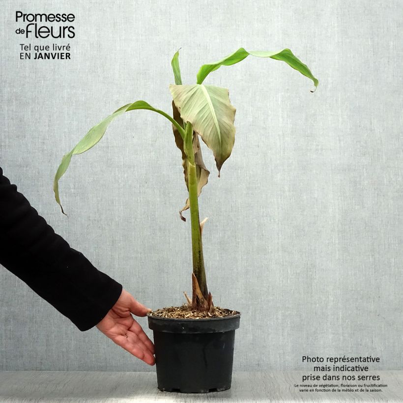 Example of Musa basjoo Sakhalin - Japanische Faserbanane Topf mit 3L/4L as you get in hiver