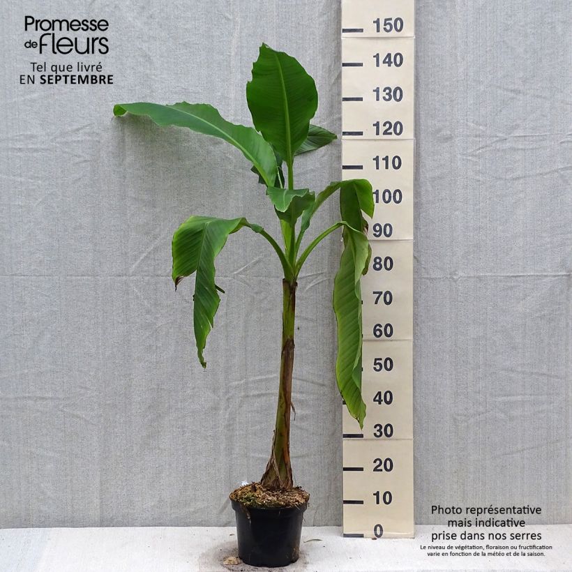 Example of Musa basjoo Sakhalin - Japanische Faserbanane Topf mit 4L/5L as you get in automne