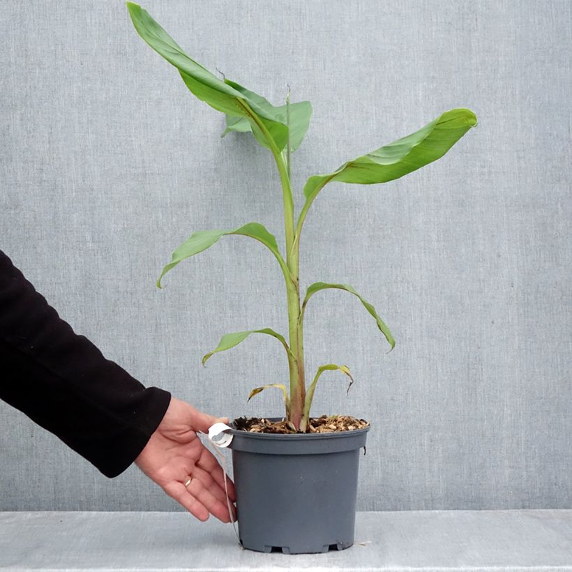 Exemplar von Musa itinerans var. xishuangbannaensis Mekong Giant - Blaue Burma-Banane Topf mit 2L/3L wie im Herbst geliefert