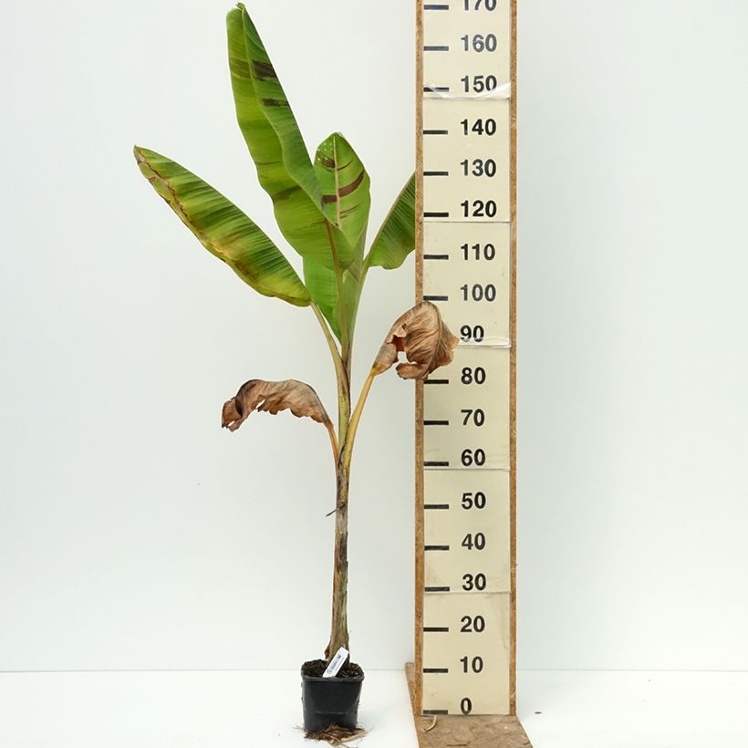 Exemplar von Bananenpflanze Ever Red - Musa sikkimensis Topf mit 1,5L/2L wie im Sommer geliefert
