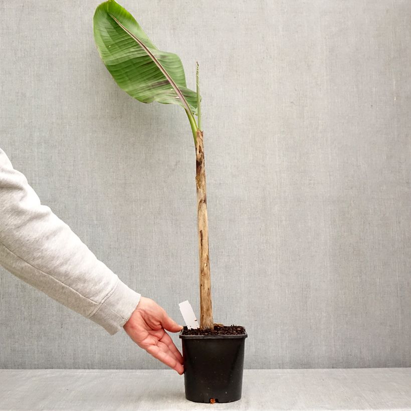 Exemplar von Bananenpflanze Ever Red - Musa sikkimensis Topf mit 1,5L/2L wie im Frühjahr geliefert