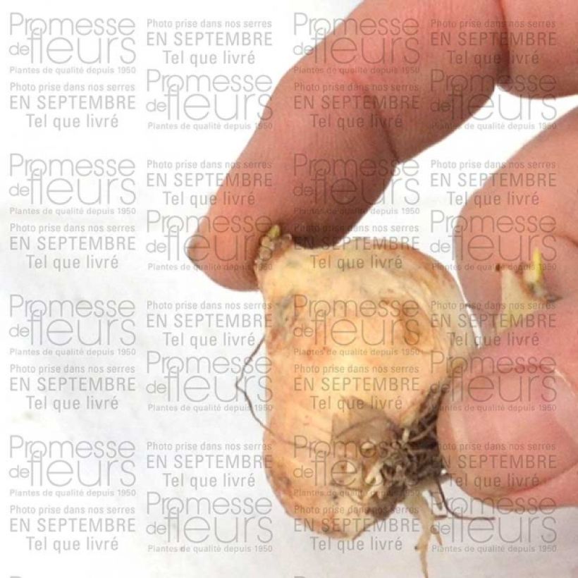 Example of Muscari armeniacum Zwiebel size 9+ as you get